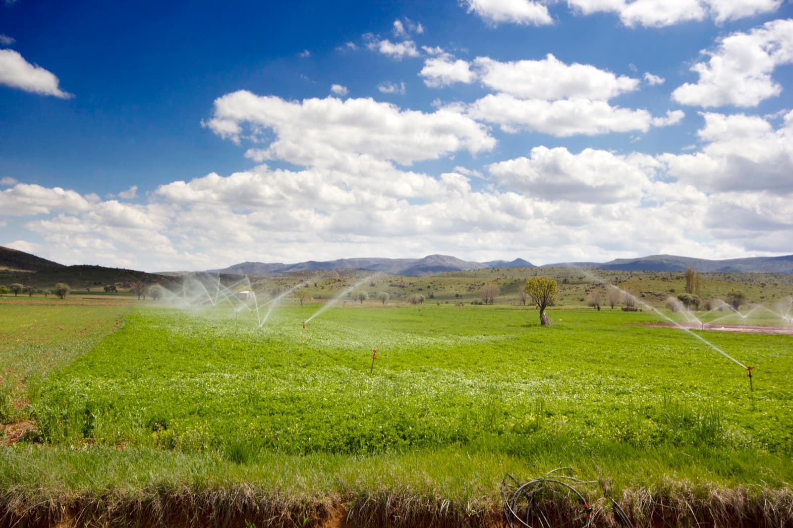 Irrigation sprinklers watering green pasture