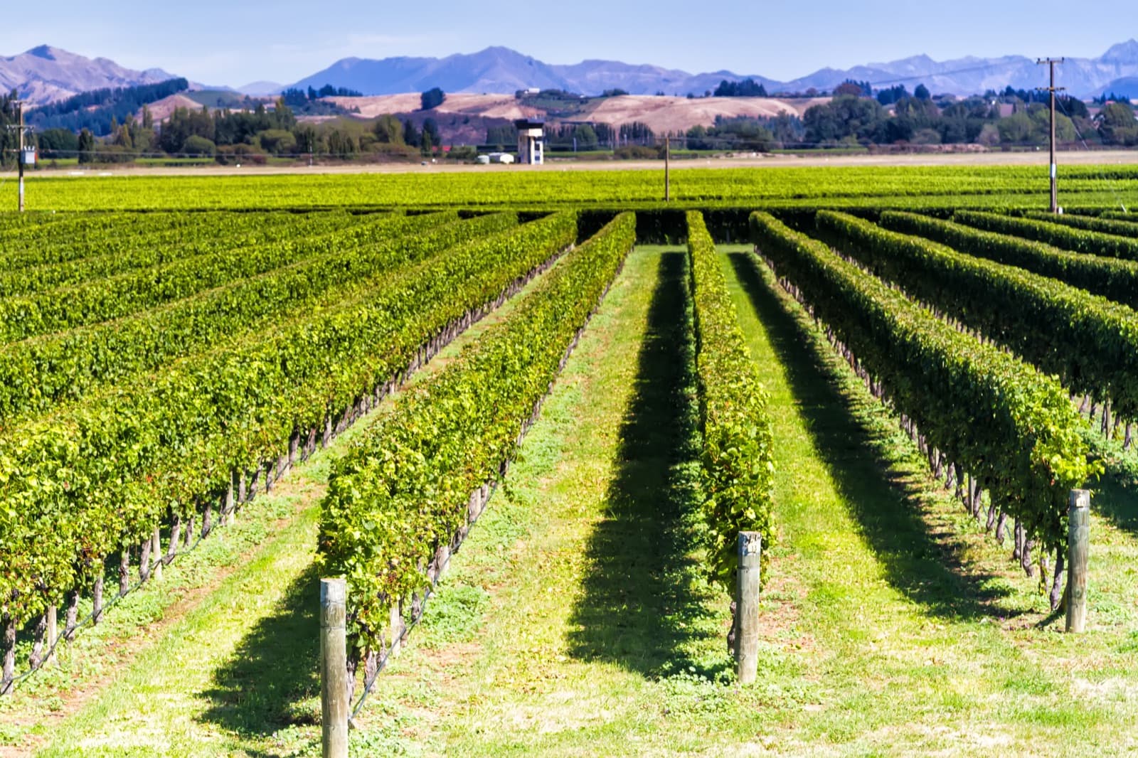 Vineyard rows running towards the hills at Blenheim