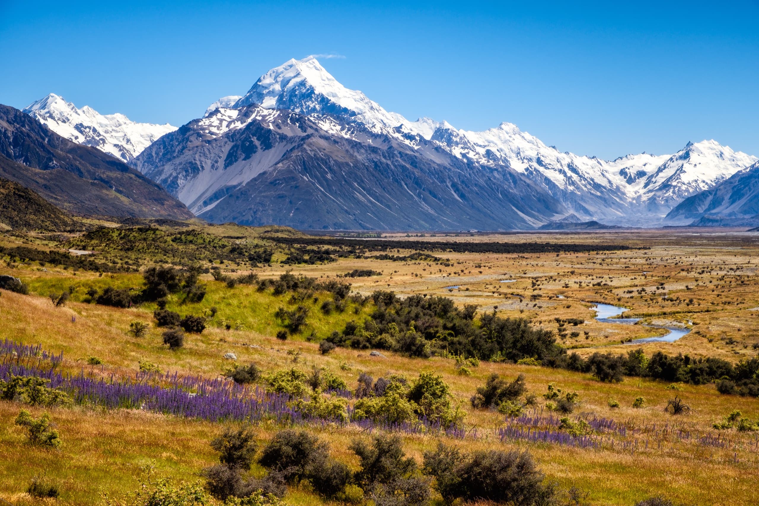 Aoraki / Mount Cook above a tussock valley with lupins and a winding river