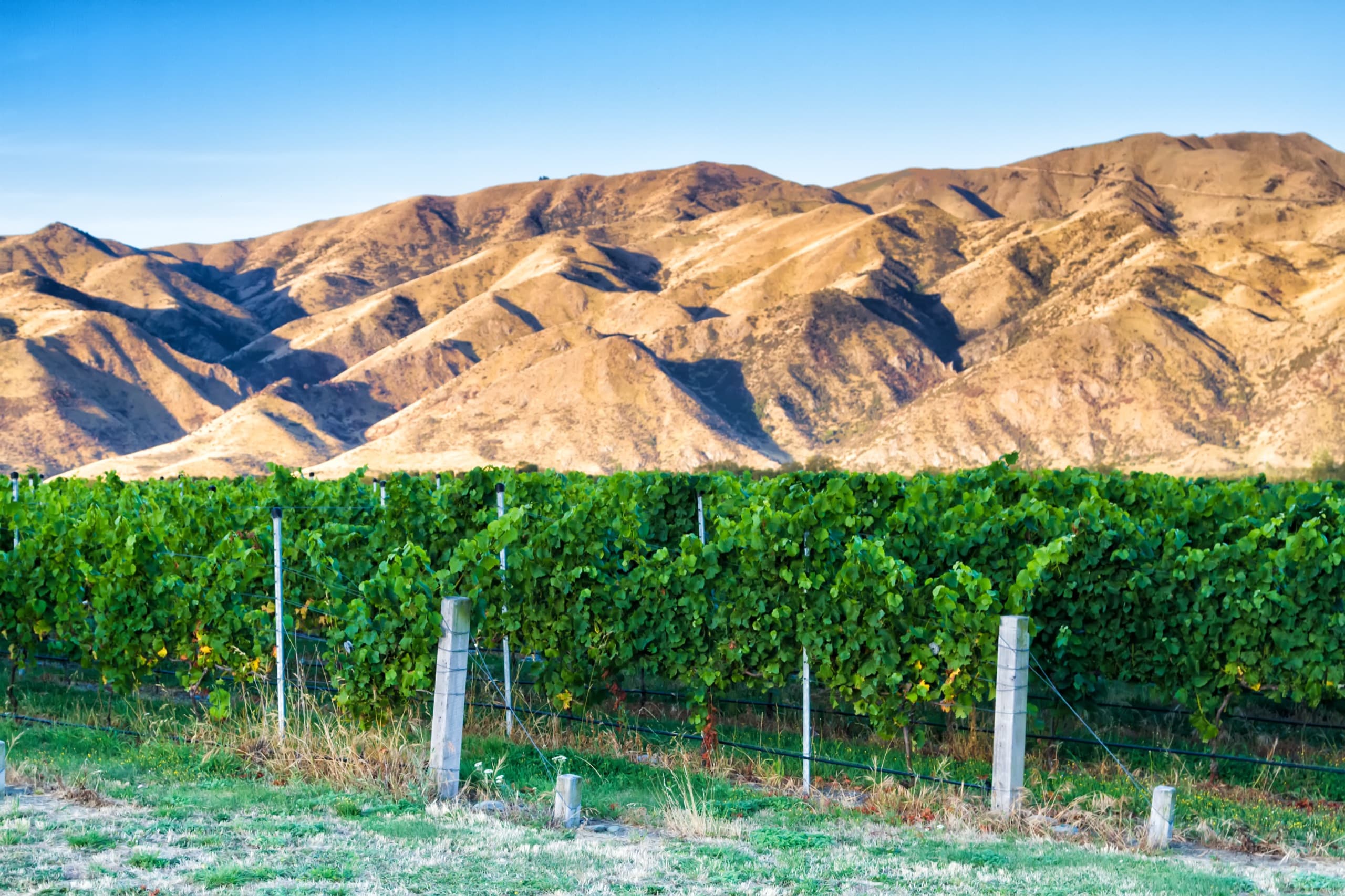 Vineyard rows beneath the bare Otago ranges